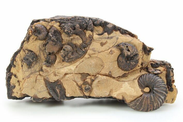 Detailed Jurassic Ammonites in Rock - Morocco #295333